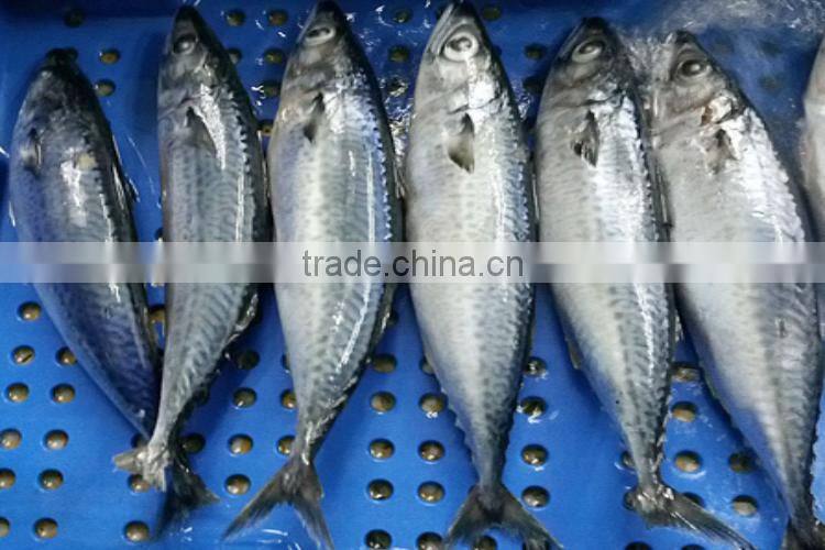 frozen fish mackerel cheap prices with delivery more quickly