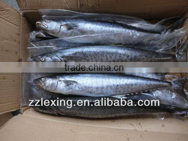 Frozen spanish mackerel,IQF,W/R,fresh
