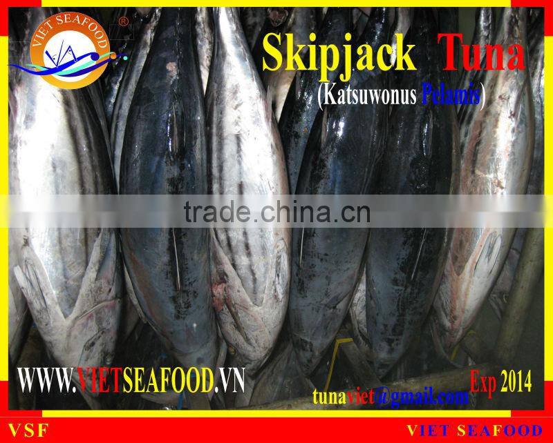 FROZEN WHOLE ROUND SKIPJACK TUNA
