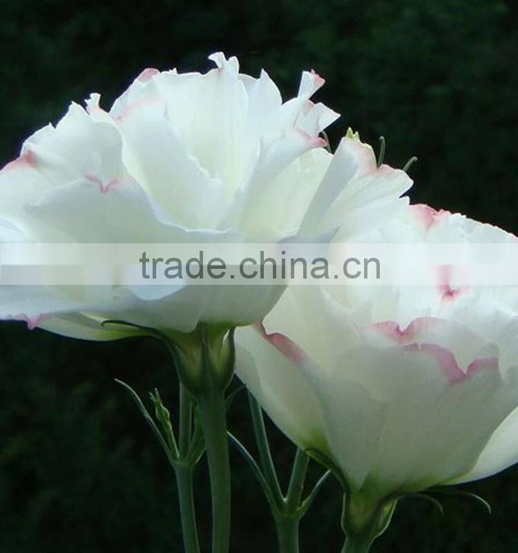 Quality Best-Selling wholesale big bud eustoma