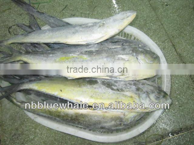 3-5oz/pcs MahiMahi fiilet Portions