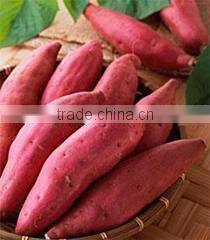 Fresh sweet Potatoes Best Quality competitive price From Vietnam