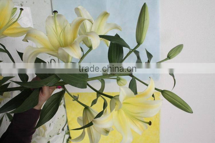 Alibaba china fresh cut flower lily promotional lili and rose flower