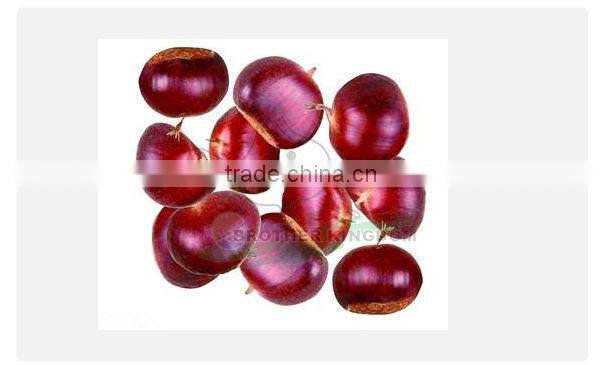 Chestnut/Fresh chestnut/ Chestnut wholesale