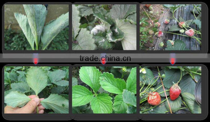 Bio organic fungicide Kenrymoon for powdery mildew, downy mildew, and etc.