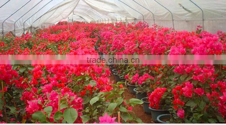 Bougainvillea for garden plant