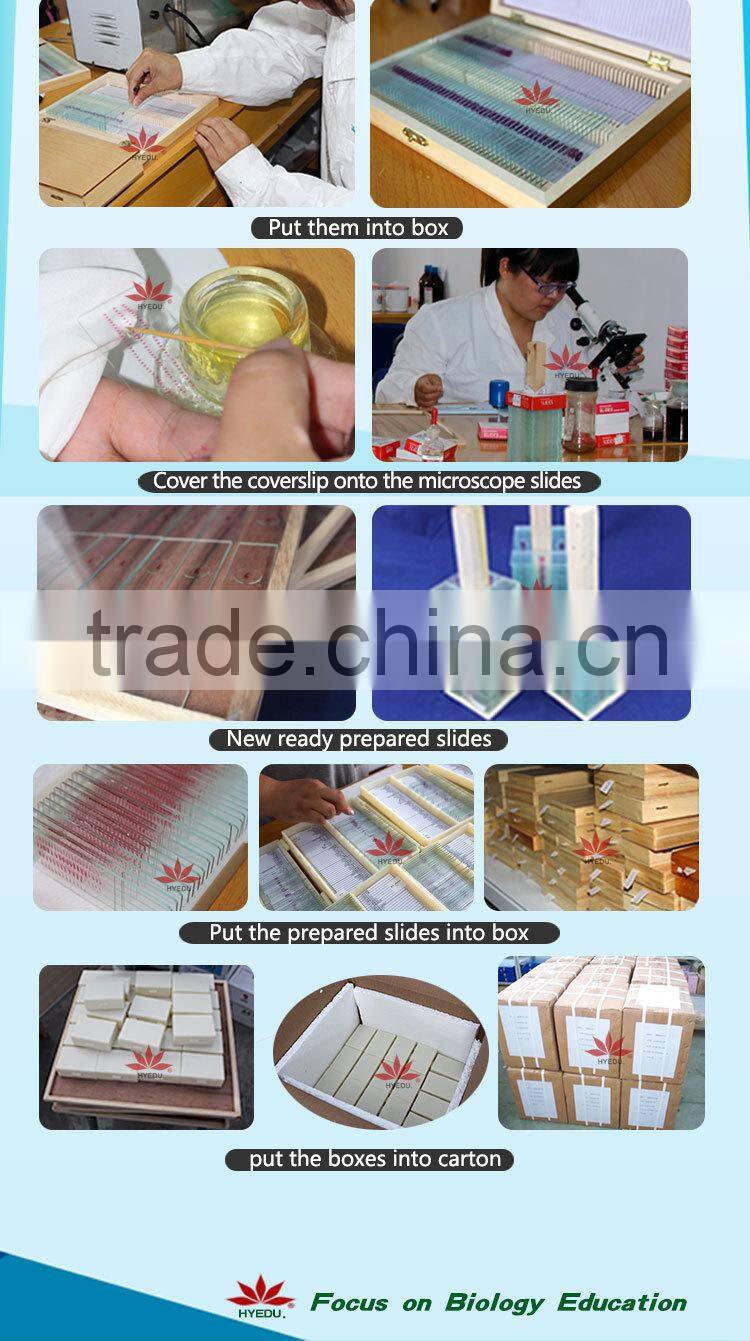 Direct factory individual bacteria microbiology prepared microscope slides
