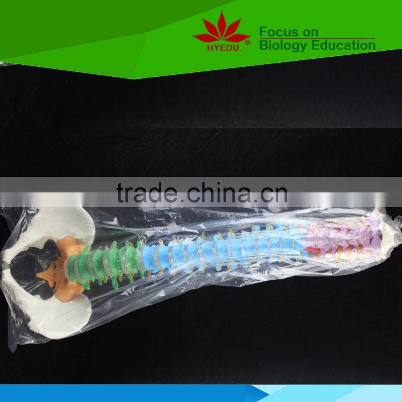 High quality Flexible spinal column with colour coded regions
