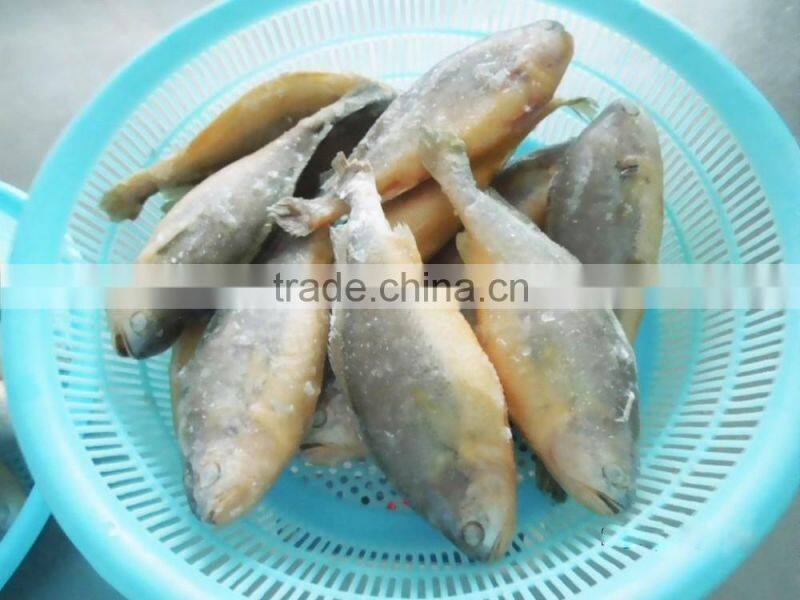 Frozen Seafood Frozen yellow croaker, yellow croaker fish price