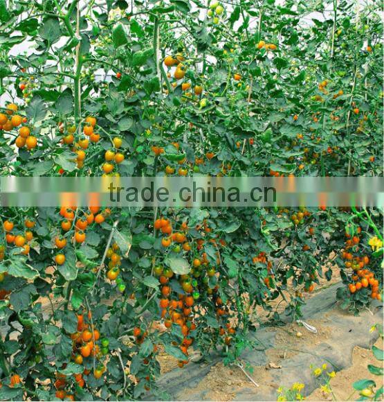 Hybrid high yield orange red Tomato seeds for cultivation-Huang He 800