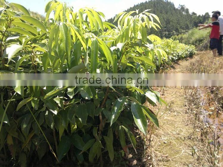 litchi tree seedling