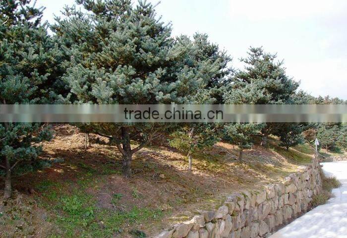 The decoration plant Pinus parviflora seedling