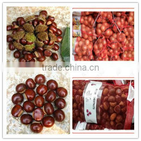 2015 new corp hot sale sweet organic and common fresh chestnuts 30/40 40/60