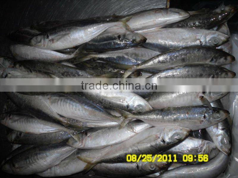 frozen horse mackerel whole round smalleye
