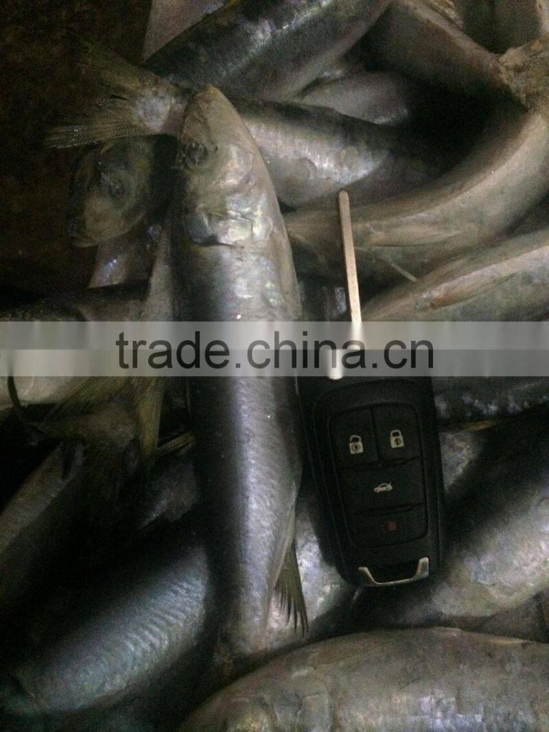 Fresh Frozen Sardine (Sardinella Longiceps) WR for Canning