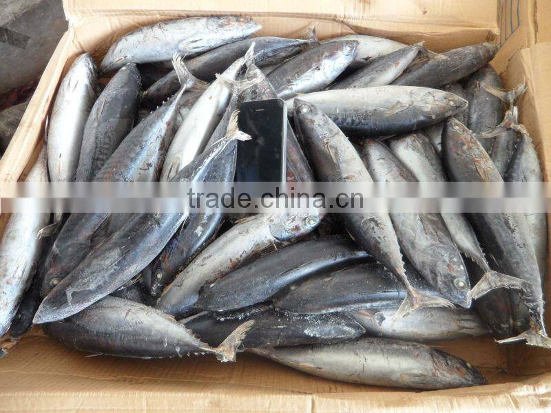 China fresh frozen bonito whole round