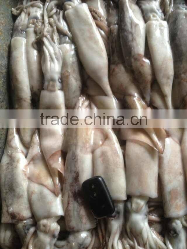100-200g Frozen Japanese Squid