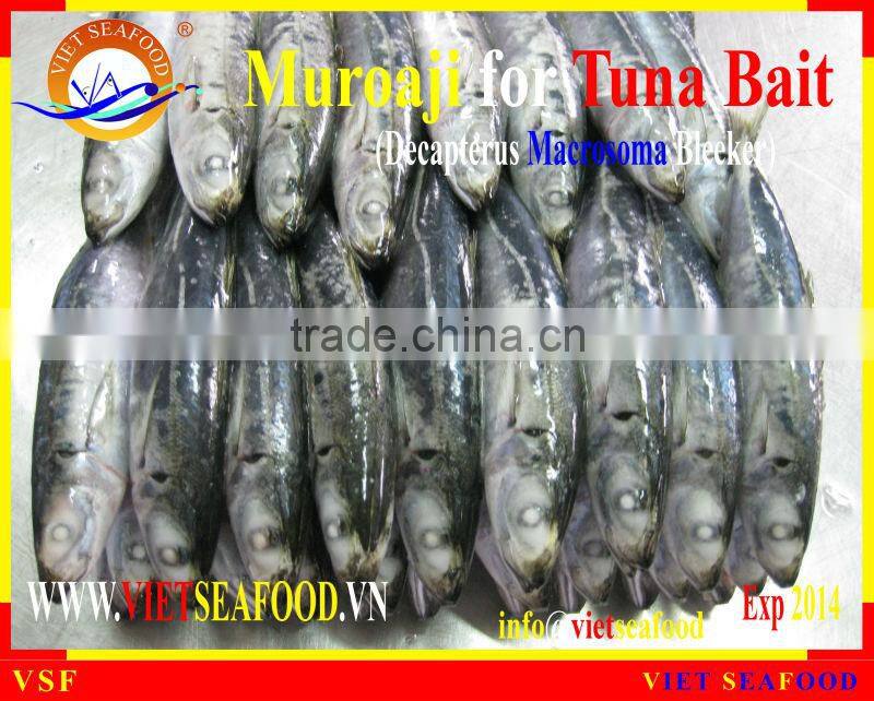 MUROAJI FOR TUNA BAIT