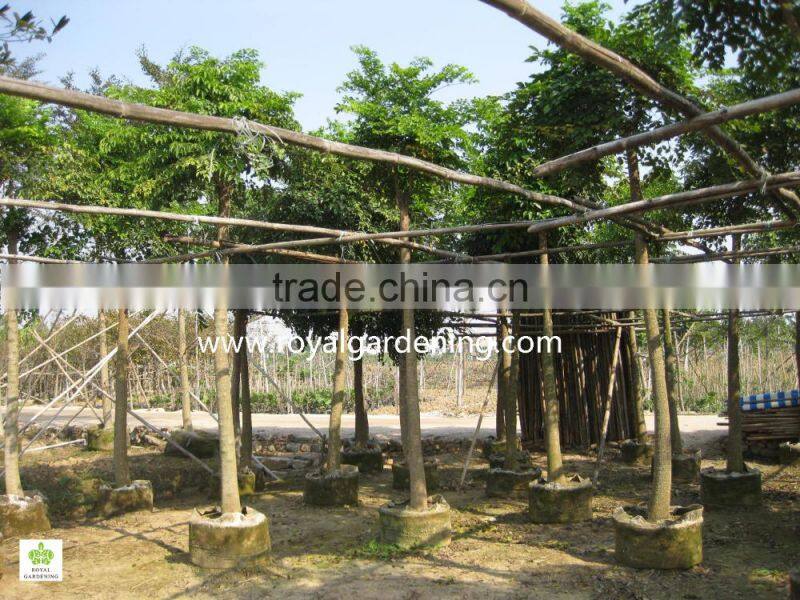 Heteropanax fragrans (Roxb.) ornamental plants