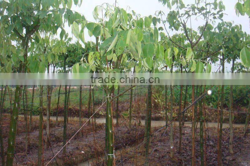 Cassia fistula outdoor tropical trees
