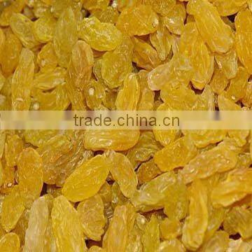 Golden Raisin,the biggest raisin factory