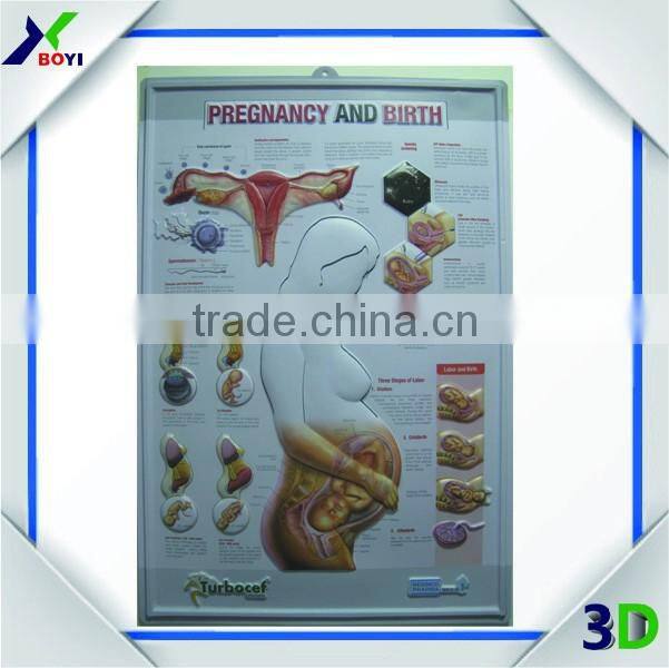 Custom PVC 3D Wall Medical Poster (Ear Anatomy)