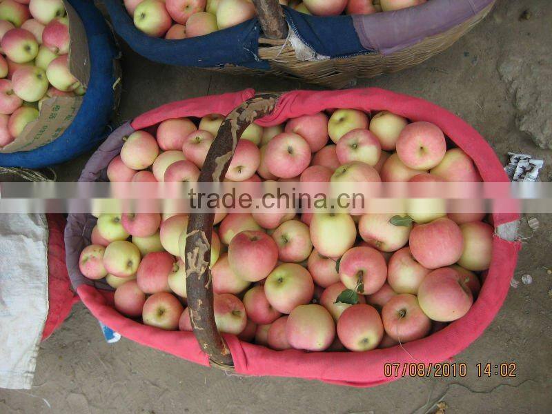 Fresh Royal Gala Apple