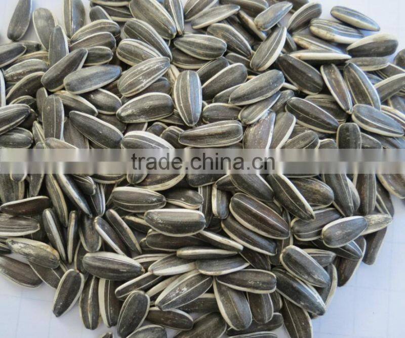 Sunflower Seeds of high quality