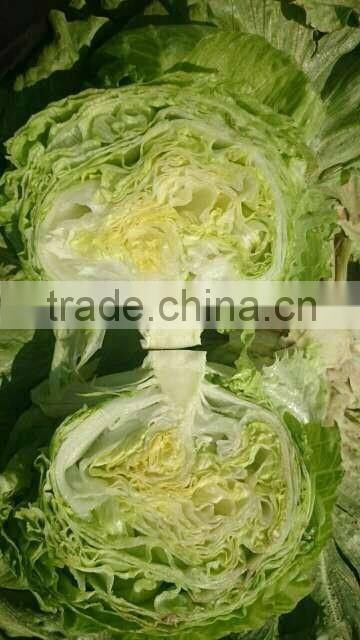 zhangbei Lettuce