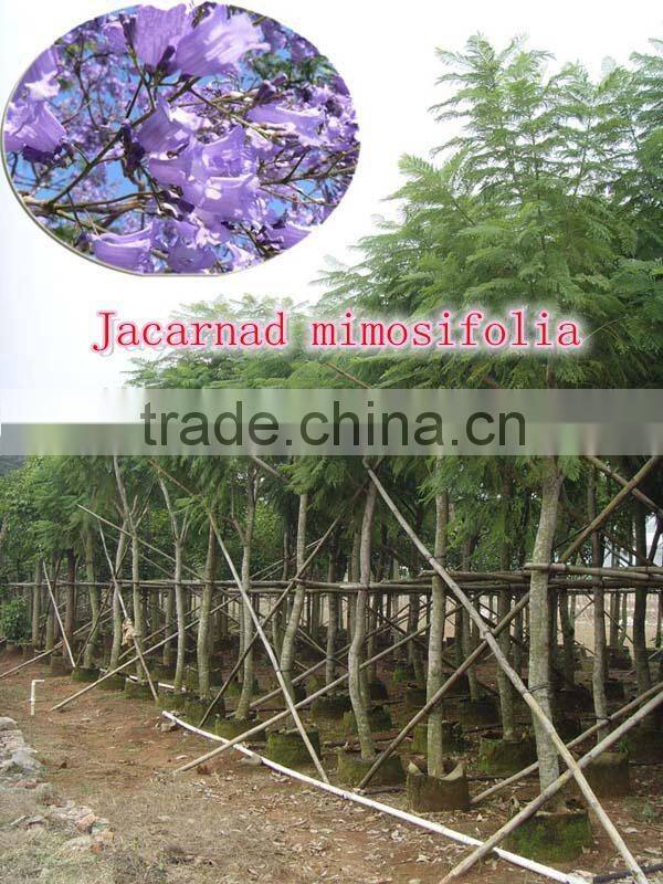 for outdoor landscaping ornamental bonsai plants