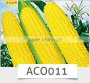 CU17 Ding f1 hybrid smooth green chinese cucumber seeds 16 to 18cm