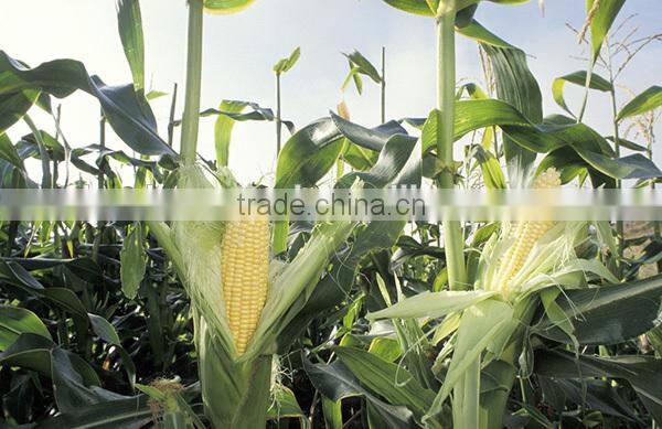 MCO06 Tian heat resistant golden-yellow sweet corn seeds for planting