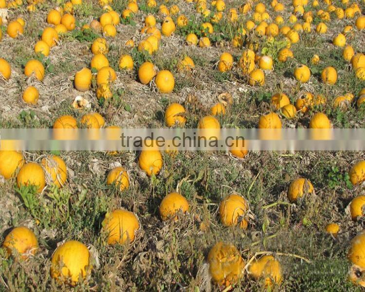 Various vitamins plant extract vegetable oil organic pumpkin seed oil omega 6