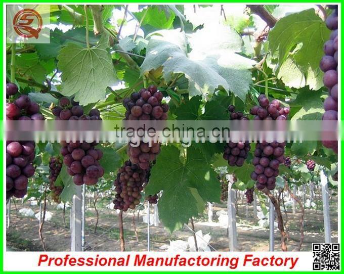 China Venlo polycarbonate sheet greenhouse with vegetable seeds