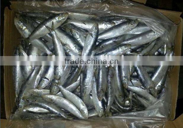 Frozen sardine for bait or for canning factory