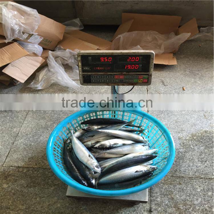 300-500 frozen mackerel fish seafood tuna bait mackerel fish