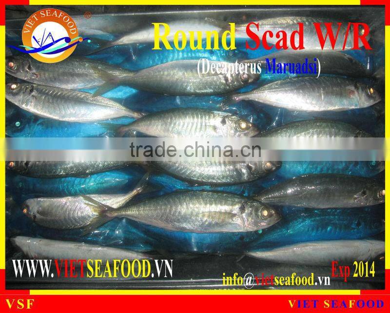 FROZEN ROUND SCAD WHOLE ROUND