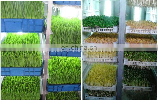 seed sprout machine barley sprout machine
