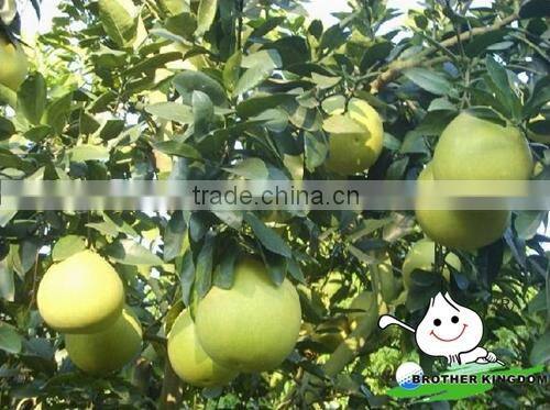 wholesale fresh honey pomelo