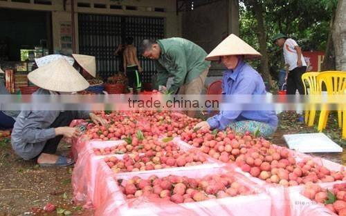 GOOD QUALITY VIETNAM FRESH LYCHEE
