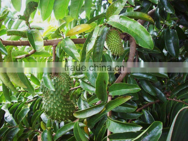 Healty & Natural Soursop Tea Bulk Exporters
