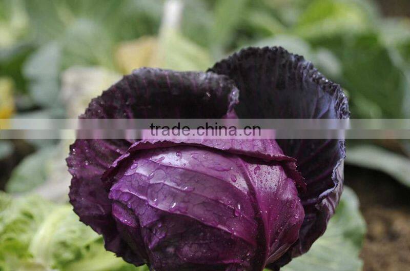 purple cabbage environmental protection leaf cabbage best cabbage type