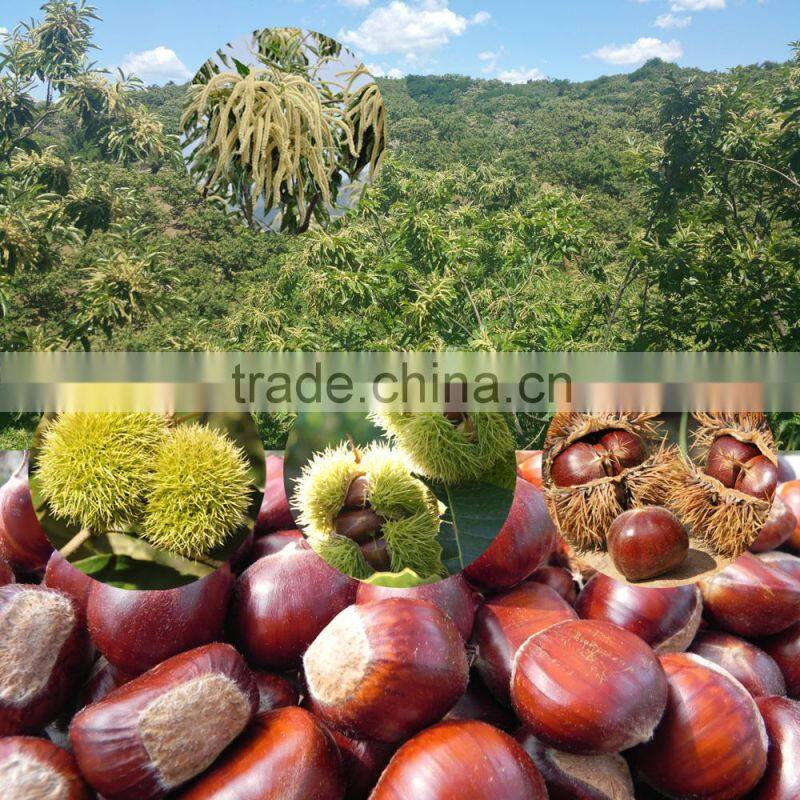 New Crop Fresh Chestnuts--Dandong chestnuts in big size