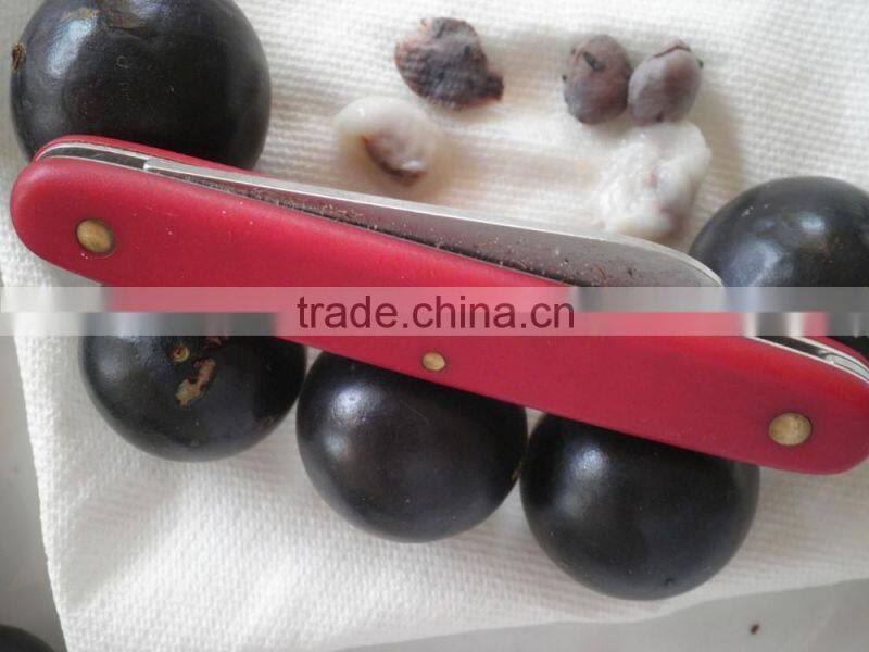 Jaboticaba Seeds Jabuticaba Guapuru Hivapuru Sabara Ybapuru Brazilian Grape Tree Seeds For Growing