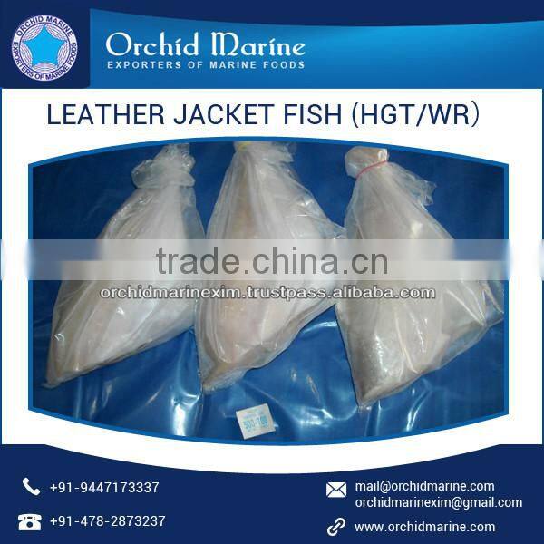 High Protein Long Shelf Life Fresh Leather Jacket Fish