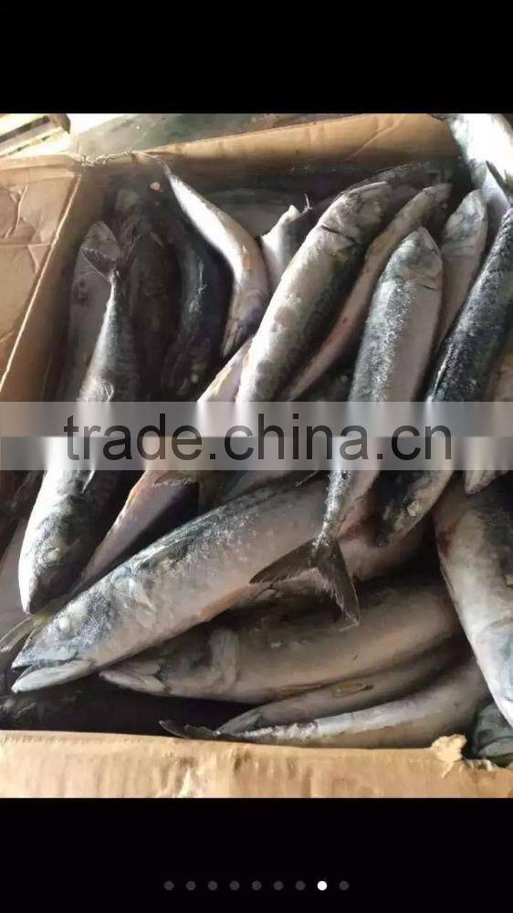 China cheap china frozen fish pacific mackerel on with good quality