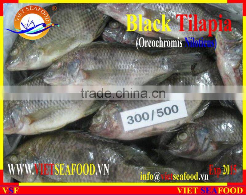 BLACK TILAPIA WHOLE ROUND