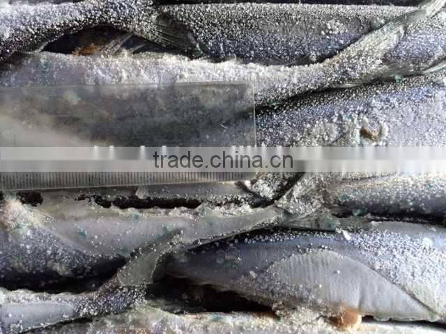 Pacifc saury Cololabis Saira