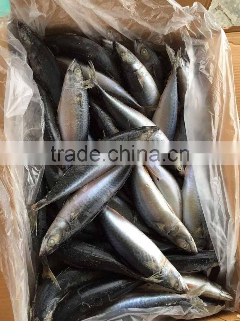 2016 landing sea frozen mackerel 250-300g
