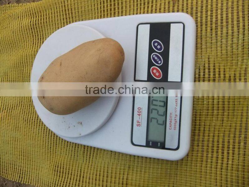 2015 Crop fresh Holland potato for sale